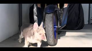 Smell That Morning Air Layla The Frenchie