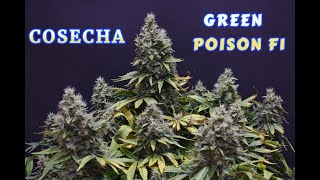 COSECHA GREEN POISON F1
