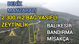 Deni̇z Manzarali Bağ Vasfinda Zeyti̇nli̇k