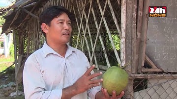 DỪA BẾN TRE KHÔNG BƠM CHẤT TẠO NGỌT, THÔNG TIN BỊA ĐẶT GÂY ẢNH HƯỞNG CHO NGƯỜI TRỒNG DỪA