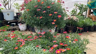 Geranium || daisy || rose || asiatic jasmis ||