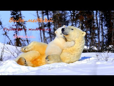 Медведи. Виды медведей. Рассказы о животных детям