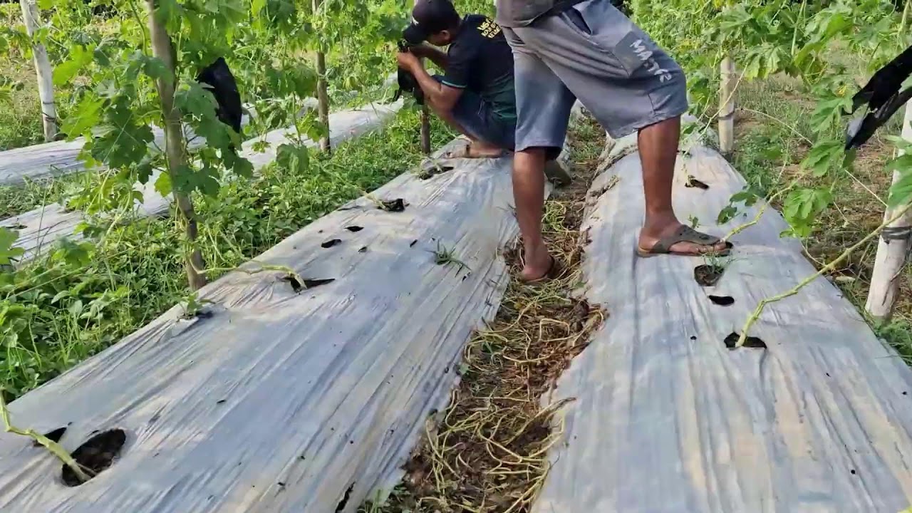 FARMERS’ SMART TRICK USING PLASTIC WRAP TO PROTECT BITTER MELON UNTIL HARVEST!-Agriculture Farming