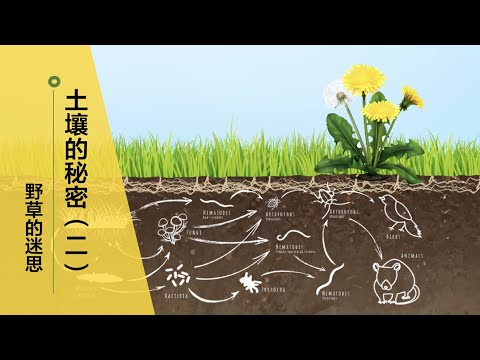 【土壤的秘密2】73•园艺/土壤生态是很深的学问，这期来了解一下真菌和细菌的比例对植物有多大的影响，以及关于野草的迷思