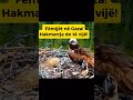 E Verteta ne Gaza #viral #shorts