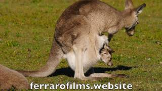 Eastern Grey Kangaroo sequence mother and joy