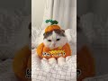 かわちぃが口癖のネコ かわちぃが口癖のネコ