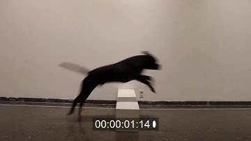 Dog Jumping Over Log/Pillar ~ Animal Animation Reference Video