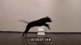 Dog Jumping Over Log/Pillar ~ Animal Animation Reference Video