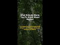 What Nobody Wants You To Know About Bigfoot | Bigfoot / Sasquatch #Shorts