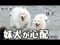 妹犬の行く先すべてについて行く過保護すぎる先住犬がこちらです…