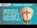 Fetal Skull Fontanelles Anatomy