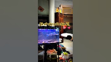 Tập kè cho Lóc Bông Thái - cá kè khủng #bumfish #caloccanh #channa