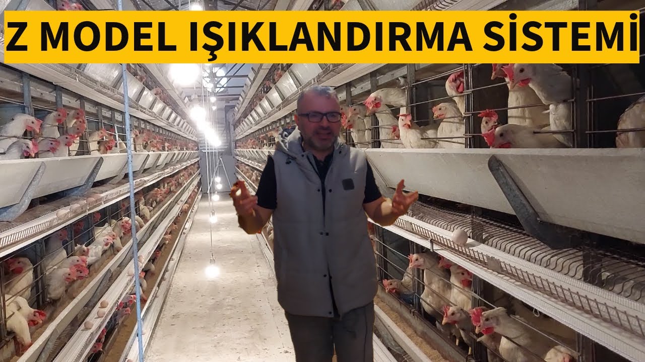 2 YIL % 90 YUMURTA VEREN TAVUKLARIN DOĞRU IŞIKLANDIRMA SİSTEMİ