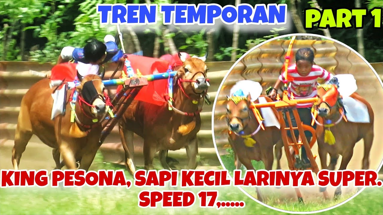 MENUJUT HUT PERDANA MENTERI || PUTRA KERBEY DLL ‼️ADA SAPI KELAS UKURAN SPEED MEWAH, KING PESONA 🔥🔥