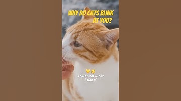 Why Do Cats Blink Slowly at You? 💛🐱 A Silent Way to Say 