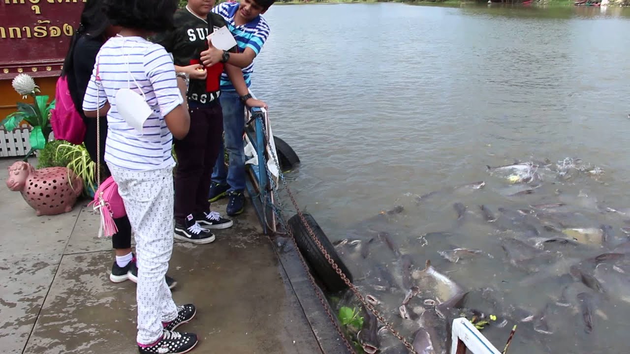 chao phraya fish feeding - YouTube