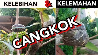 CANGKOK... ADVANTAGES AND DISADVANTAGES | advantages and disadvantages of airlayering