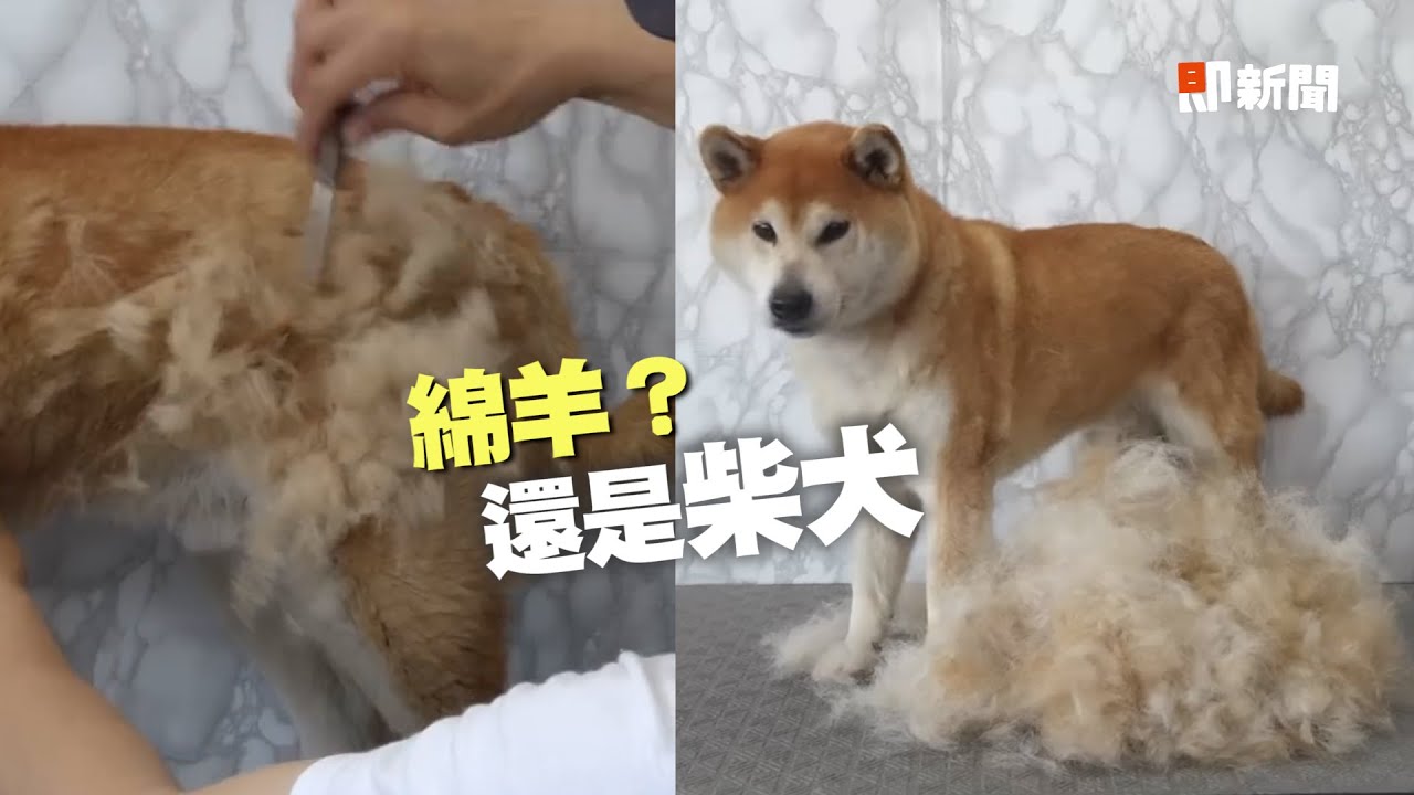 寵物梳子評比：實測開箱體驗，挑選最適合你的寵物梳子! ‣ 柴犬毛在飛