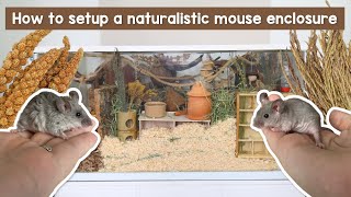 How to setup a naturalistic mouse enclosure