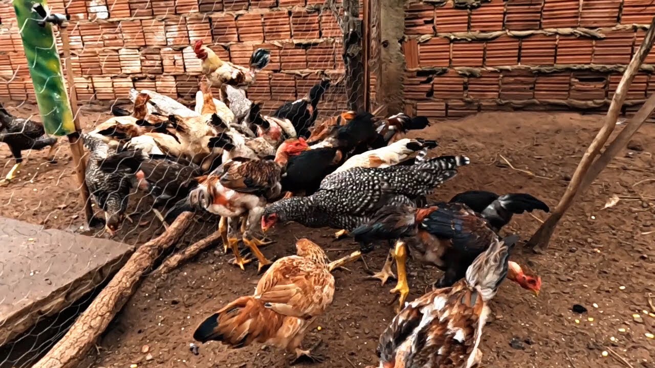 VIVEIRO IMPROVISADO NA CRIAÇÃO DE GALINHAS CAIPIRAS / PROBLEMA RESOLVIDO 