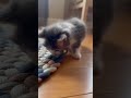 The Cutest Little Rug Tug Ever
