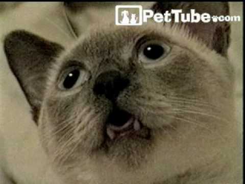 cute cats for sale CREEPY CAT!- PetTube