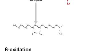 Chapter 9  Fermentation