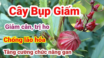 Cây Bụp Giấm (Atiso đỏ) và những tác dụng thần kỳ cho sức khỏe| Hằng Lê HG85