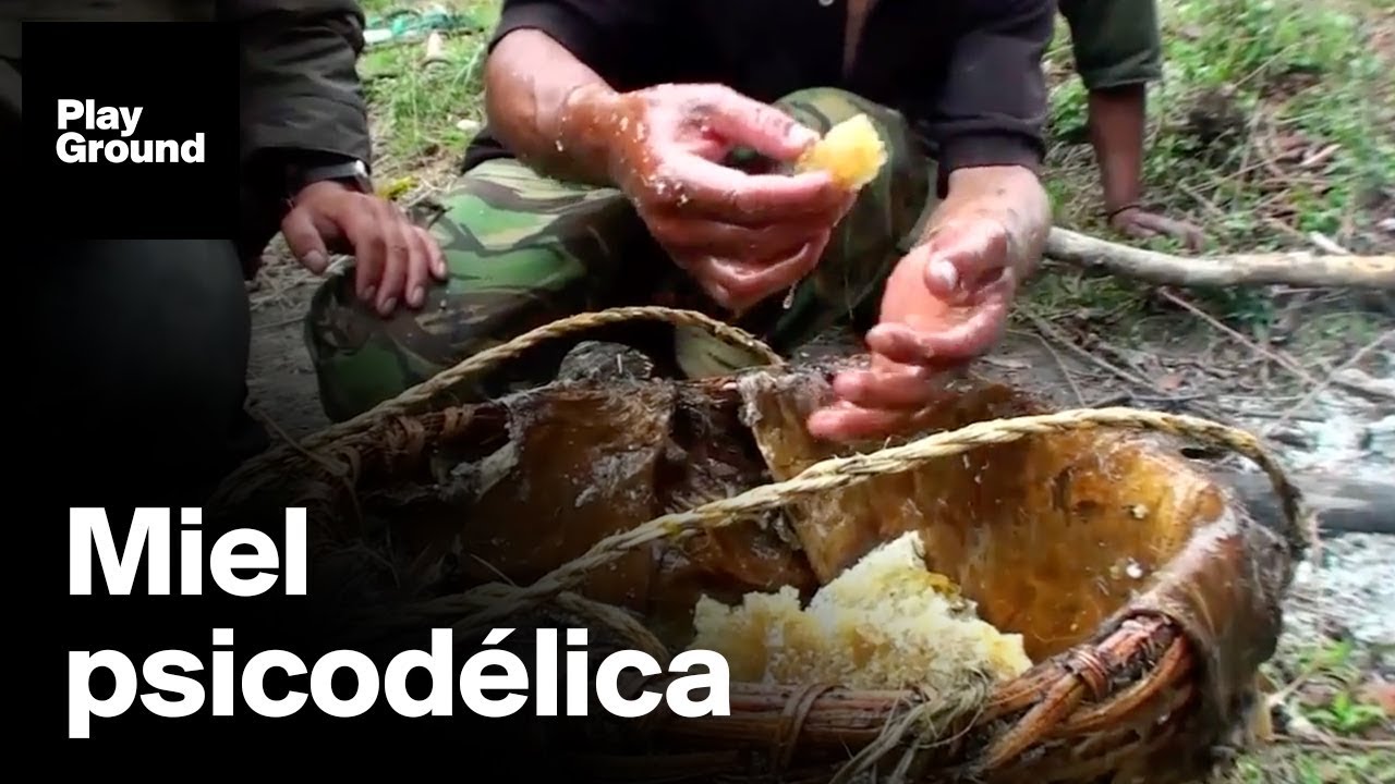 Estas abejas hacen miel psicodélica