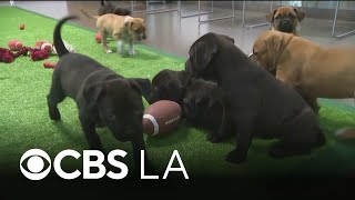 Wallis Annenberg PetSpace hosts Puppy Bowl watch party with puppies up for adoption