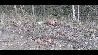 Лиса у дороги./Fox by the road.