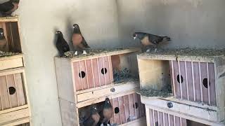 Tesekkurler Ahmet Usta