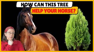 This Tree Could Help Your Horse's Joints (Here's What the Research Says)