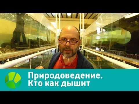 Природоведение. Кто как дышит  | Живая Планета