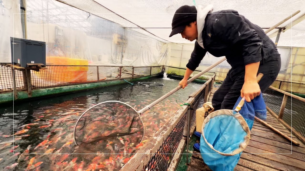 厳選当歳魚の販売