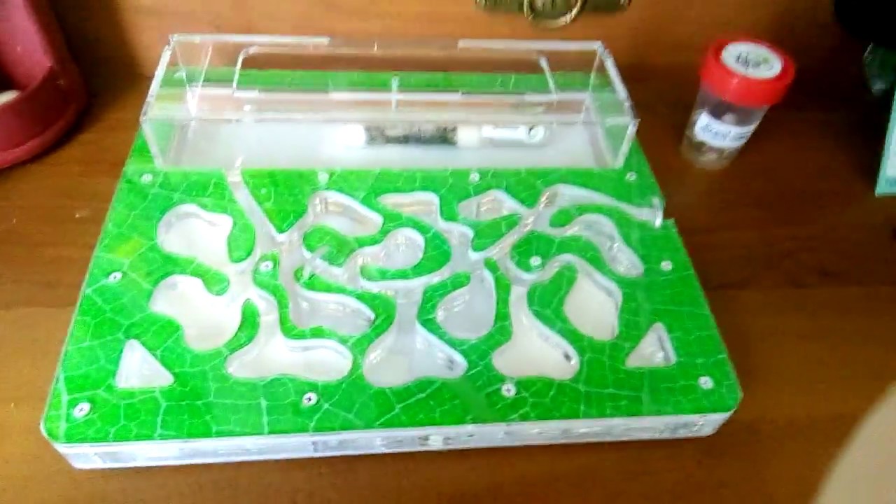 Как нарисовать муравьиную ферму с муравьями