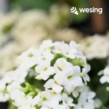 Video ini dari WeSing