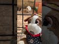 モルモットに嫌われるわんたん