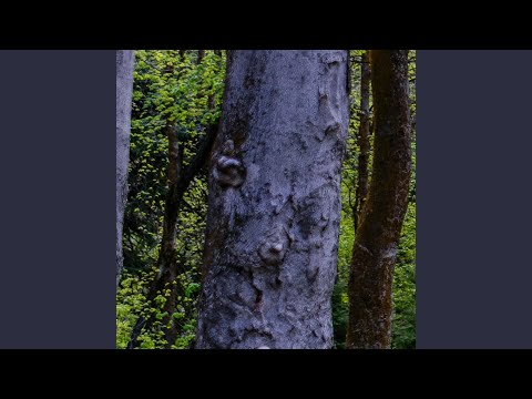 Naivaru Queen Of Forgotten Names