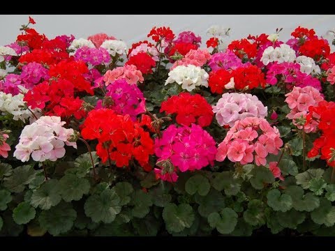 Vídeo: Pelargonium "Pinto Scarlet Star F1"