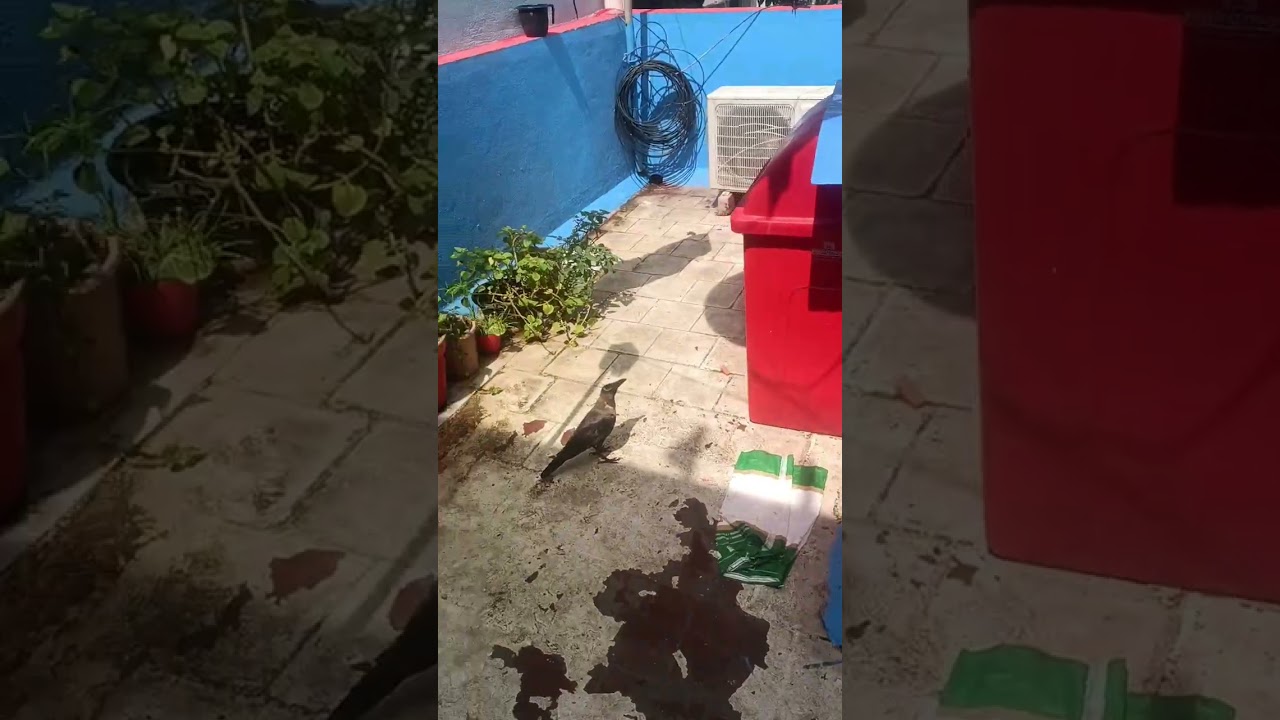 love crow eating eggs (4)