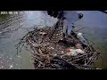 Dahlgren Osprey Cam ~ Jack & Harriet's Chick FLEDGES! Hops, Hovers & Lift Off As Mom Watches 6.26.22