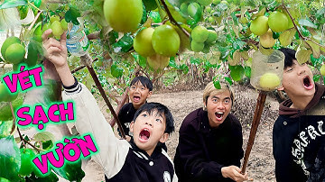 Thái Chuối Dẫn Trẻ Trâu Đại Náo Vườn Táo Trong Mưa Tầm Tã