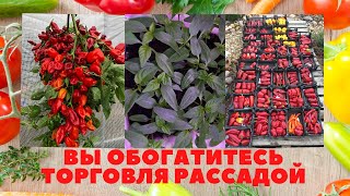 Вы Обогатитесь /  Рассада Для Продажи / С Какого Количества Начать