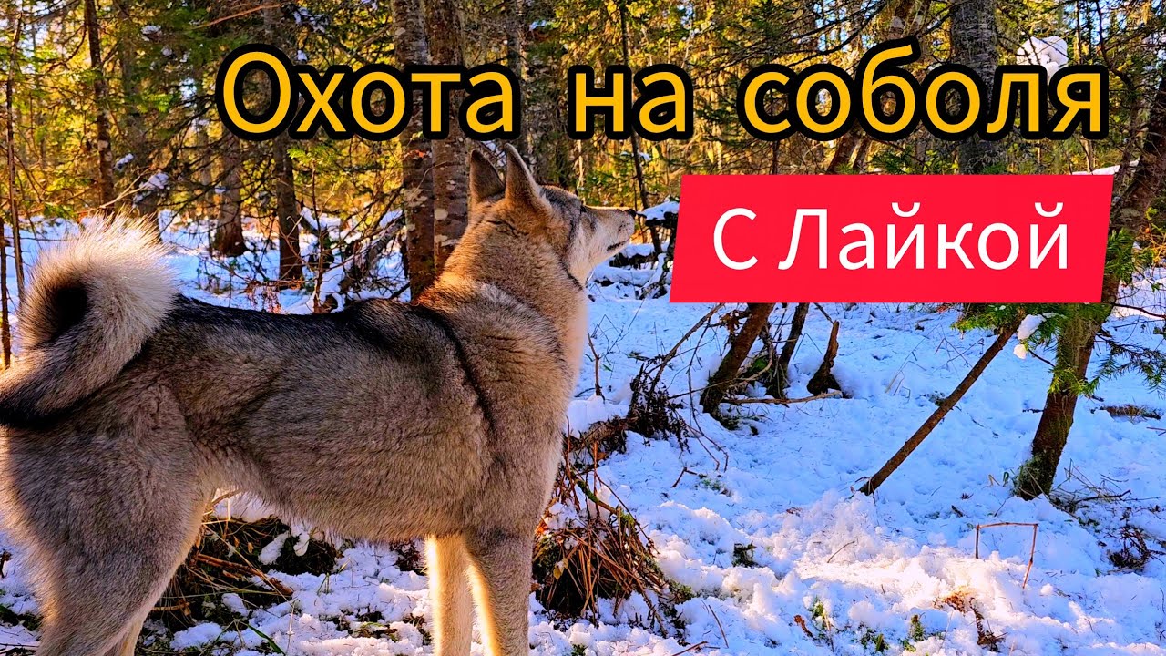 Охота на соболя с ЛАЙКОЙ / Первая добыча