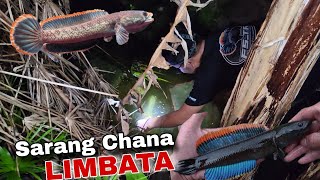 Channa Limbata is abundant here..‼️