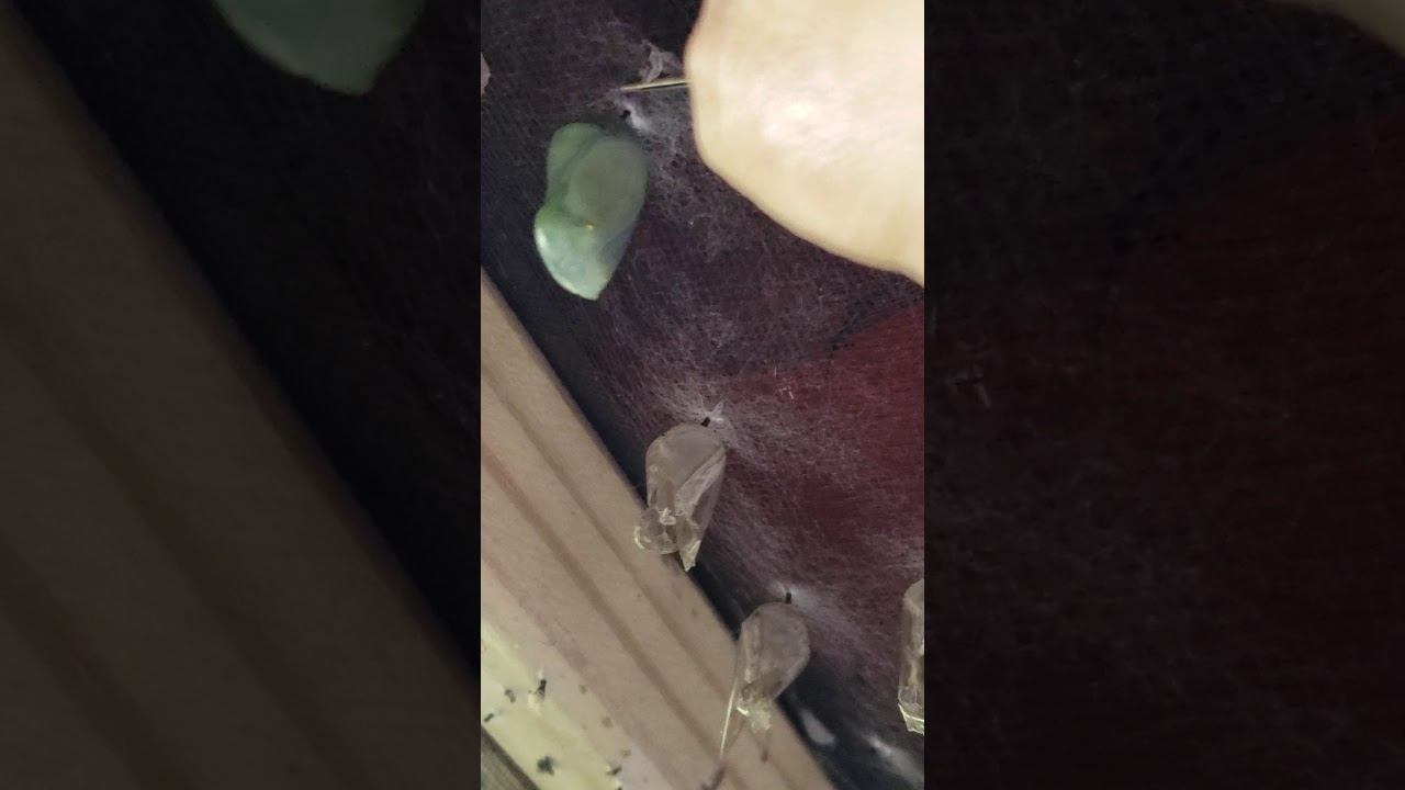 Moving a monarch chrysalis