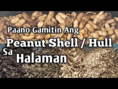 Video: Maganda ba ang Peanut Shells Para sa Compost: Paggamit ng Peanut Shells Sa Compost