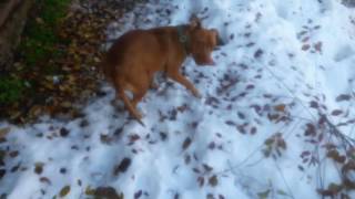 Red Nose Pitbull Simba